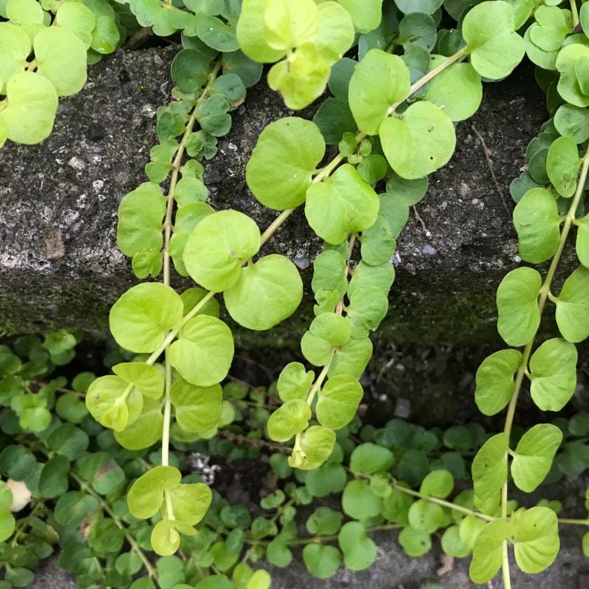 (c) Terri Robertson, T’s Southern Garden 2018