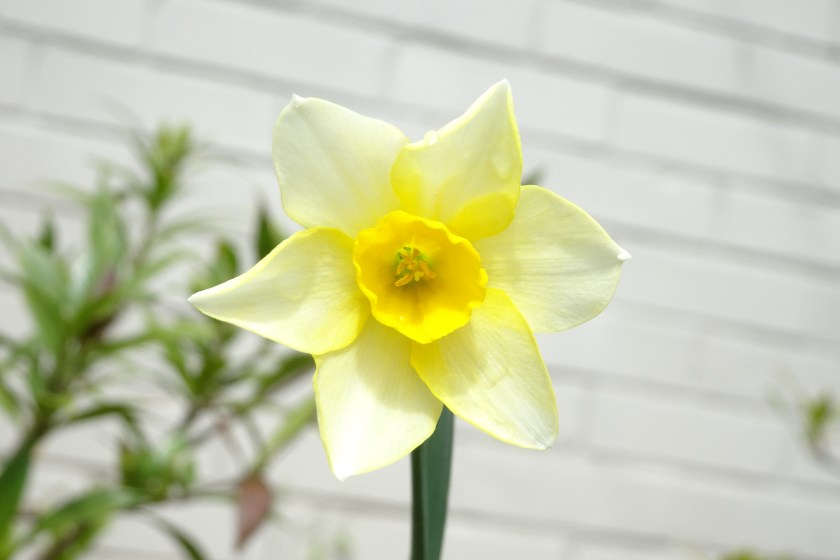Heirloom Narcissus, daffodil, photographer Terri Robertson
