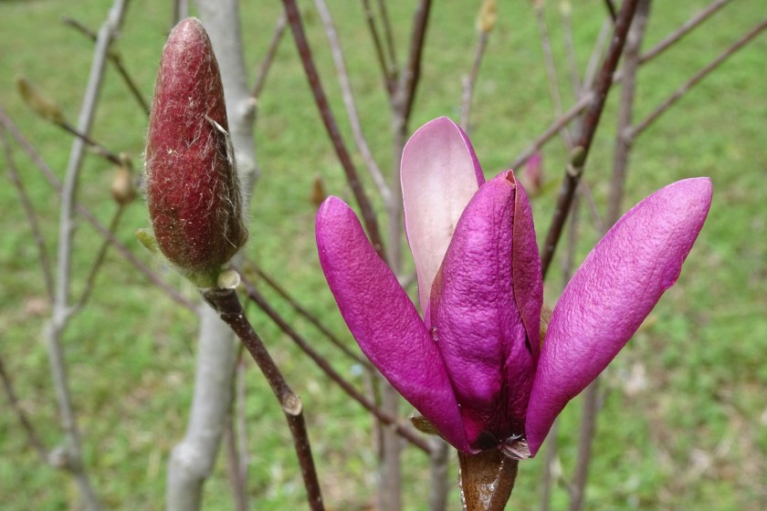 Jane magnolia, photographer Terri Robertson